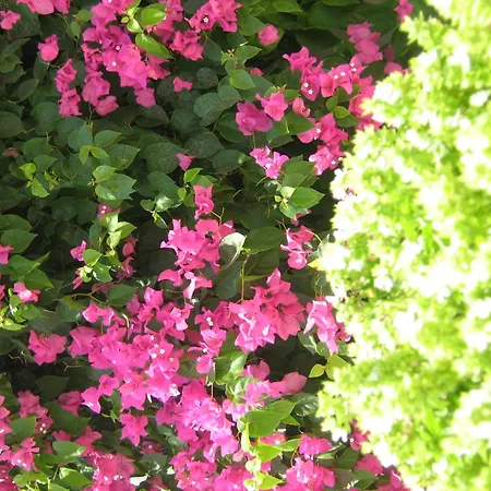 Anatolia アノ・メラ