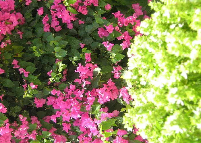 Anatolia 아노 메라